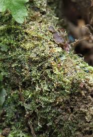 Attēlu rezultāti vaicājumam “Mniaecia jungermanniae”