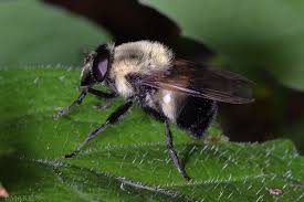 Attēlu rezultāti vaicājumam “Volucella bombylans”