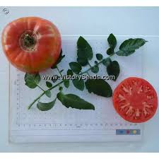 Afbeeldingsresultaat voor caspian pink tomato