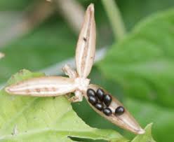 Attēlu rezultāti vaicājumam “Viola palustris leaf”