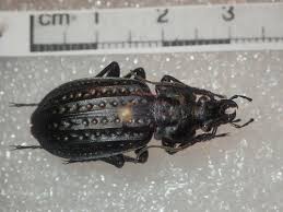 Attēlu rezultāti vaicājumam “Carabus clathratus”