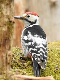 Attēlu rezultāti vaicājumam “Dendrocopos leucotos male”