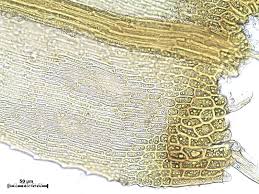 Attēlu rezultāti vaicājumam “Campyliadelphus elodes”