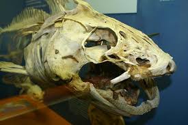 Image result for Ictalurus furcatus