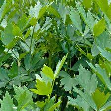 Image result for Liebstöckel