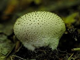 Attēlu rezultāti vaicājumam “Lycoperdon perlatum”