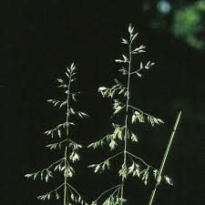 Attēlu rezultāti vaicājumam “Poa angustifolia fruit”