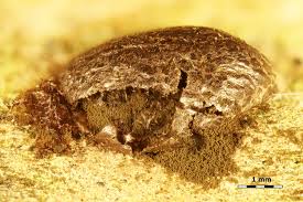 Attēlu rezultāti vaicājumam “Enteridium olivaceum”