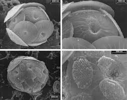 Attēlu rezultāti vaicājumam “Leiocolea heterocolpos”
