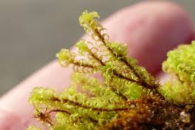 Attēlu rezultāti vaicājumam “Rhytidiadelphus”