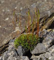 Attēlu rezultāti vaicājumam “Isothecium alopecuroides sporophyte”