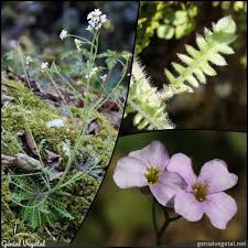 Attēlu rezultāti vaicājumam “Cardaminopsis arenosa fruit”