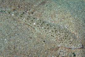 Image result for Platycephalus richardsoni