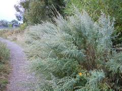 Image result for Artemisia absinthium