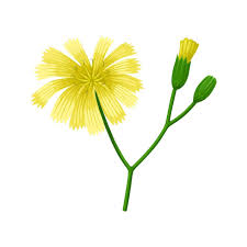 Attēlu rezultāti vaicājumam “Lapsana communis flower”