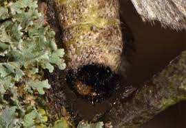 Attēlu rezultāti vaicājumam “Diloba caeruleocephala larva”