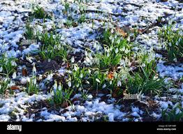 Attēlu rezultāti vaicājumam “Galanthus nivalis fruit”