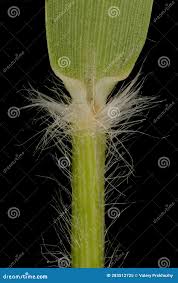 Attēlu rezultāti vaicājumam “Danthonia decumbens bud”