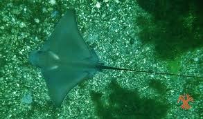 Image result for Myliobatis aquila