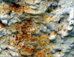 Attēlu rezultāti vaicājumam “Skeletocutis odora”