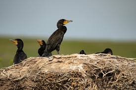 Attēlu rezultāti vaicājumam “Phalacrocorax carbo nest”
