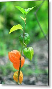 Attēlu rezultāti vaicājumam “Physalis alkekengi leaf”