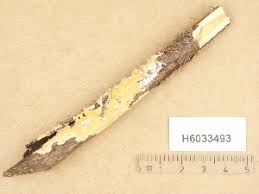 Attēlu rezultāti vaicājumam “Peniophora laurentii”