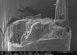 Image result for human hair microscope image