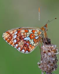 Attēlu rezultāti vaicājumam “Lopinga achine underside”
