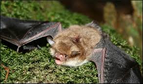 Attēlu rezultāti vaicājumam “Myotis nattereri”