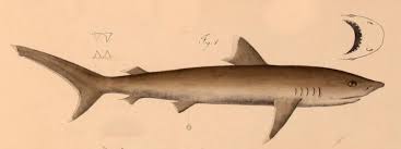 Image result for Carcharhinus albimarginatus