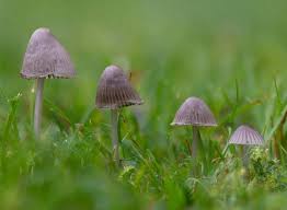 Attēlu rezultāti vaicājumam “Mycena”