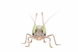 Attēlu rezultāti vaicājumam “Decticus verrucivorus nymph”