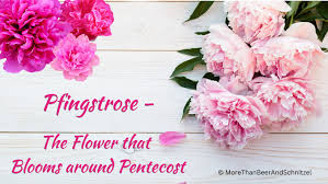 Image result for Pfingstrose