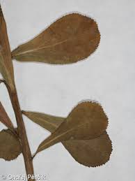 Attēlu rezultāti vaicājumam “Euphorbia helioscopia leaf”