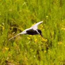 Attēlu rezultāti vaicājumam “Chlidonias hybrida adult”