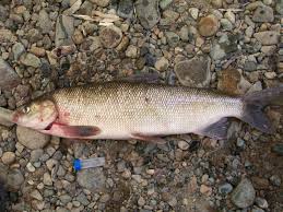 Image result for Coregonus artedi