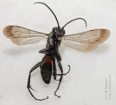 Attēlu rezultāti vaicājumam “Anoplius viaticus”