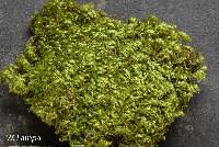 Attēlu rezultāti vaicājumam “Pylaisia polyantha”