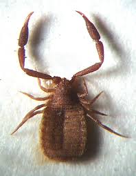 Attēlu rezultāti vaicājumam “Chelifer cancroides”