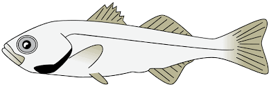 Image result for Morone saxatilis