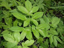 Attēlu rezultāti vaicājumam “Chaerophyllum aromaticum fruit”