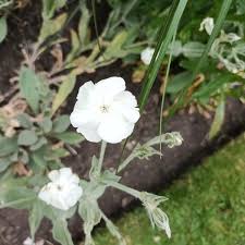 Image result for Lychnis coronaria alba