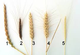 Image result for Weizen