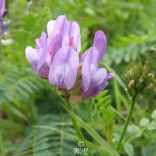 Attēlu rezultāti vaicājumam “Astragalus danicus”