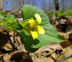 Attēlu rezultāti vaicājumam “Viola uliginosa bud”