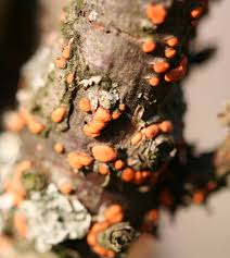 Attēlu rezultāti vaicājumam “Nectria sp., Neonectria sp.”