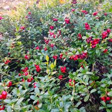 Attēlu rezultāti vaicājumam “Vaccinium vitis-idaea”