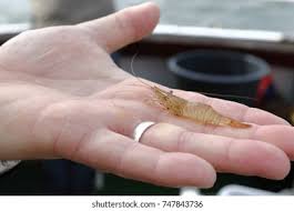 Attēlu rezultāti vaicājumam “Crangon crangon”