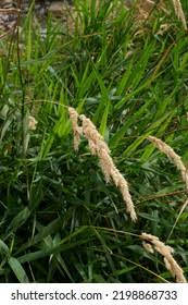 Attēlu rezultāti vaicājumam “Phalaroides arundinacea fruit”